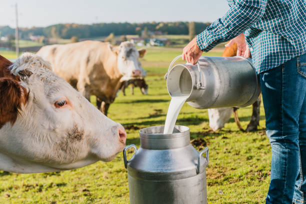 Dairy
